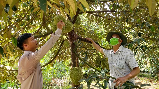 Nông dân ồ ạt trồng sầu riêng - Ảnh 1.