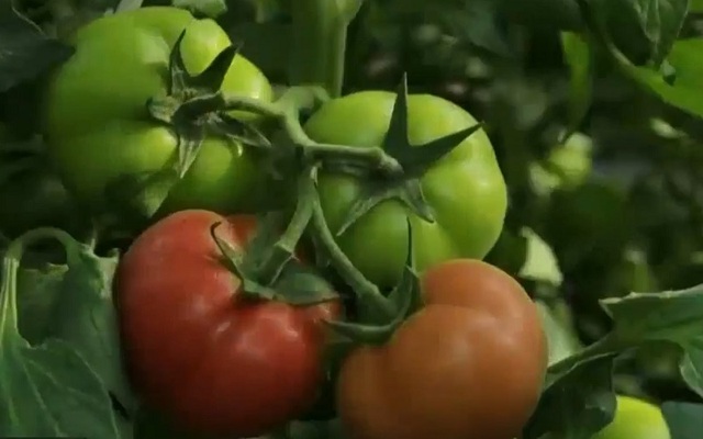 Trang trại thông minh trồng cà chua ở Trung Quốc - Ảnh 1.