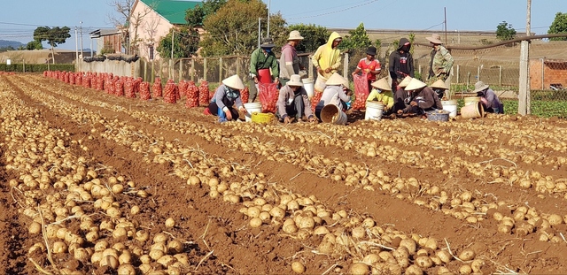 Tham gia sản xuất khoai tây bền vững, nông dân thu lãi cả trăm triệu đồng - Ảnh 1.