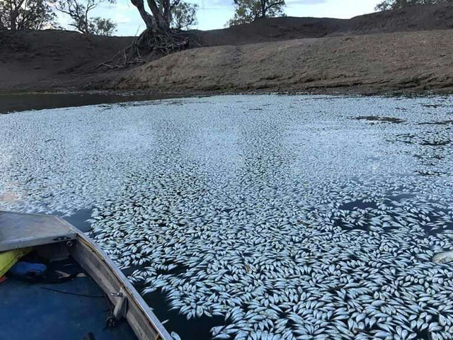 Nồng độ oxy hòa tan thấp khiến hàng triệu con cá sông chết hàng loạt tại Australia - Ảnh 1.
