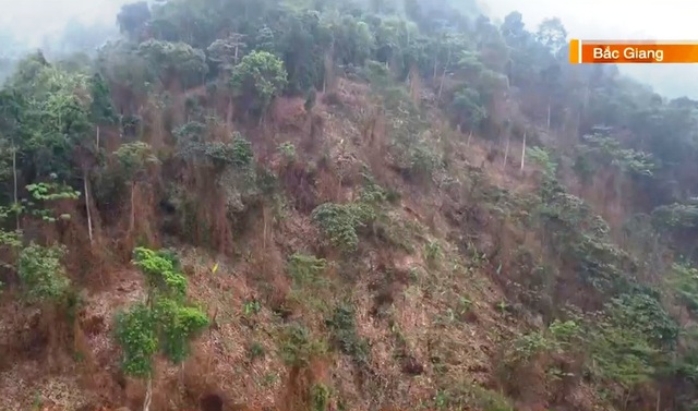 Phá rừng tự nhiên, nhiều cây bị đốn hạ - Ảnh 4.