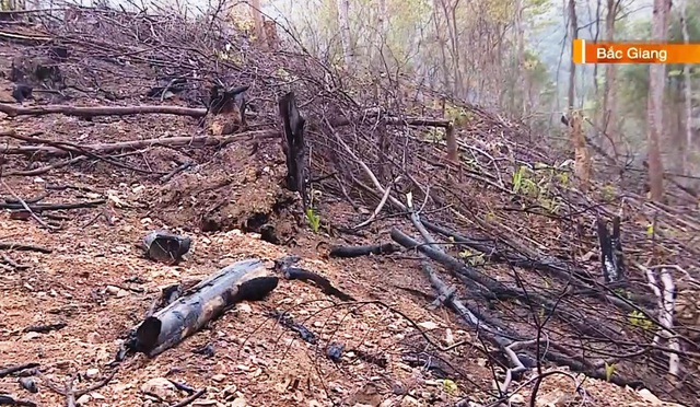 Phá rừng tự nhiên, nhiều cây bị đốn hạ - Ảnh 5.