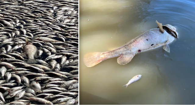 Sông Darling kín đặc cá chết, Australia kích hoạt trung tâm khẩn cấp - Ảnh 1.