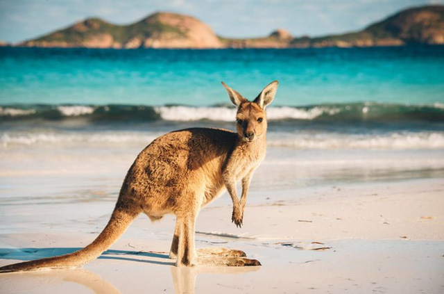 Bỏ túi những bí kíp cho chuyến hành trình trọn vẹn khám phá nước Úc - Ảnh 4.