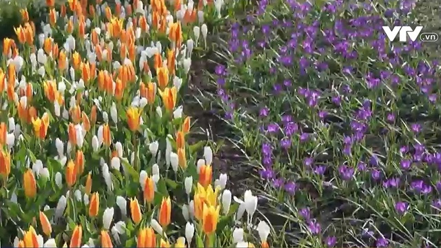 Vườn hoa lớn nhất thế giới tại Hà Lan mở cửa đón khách - Ảnh 1.