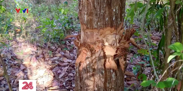 Truy tìm thủ phạm đầu độc nhiều cây gỗ quý tại Khu bảo tồn Bình Châu - Phước Bửu - Ảnh 2.