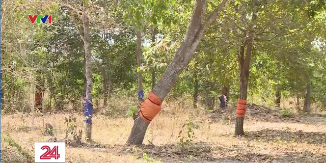 Truy tìm thủ phạm đầu độc nhiều cây gỗ quý tại Khu bảo tồn Bình Châu - Phước Bửu - Ảnh 4.