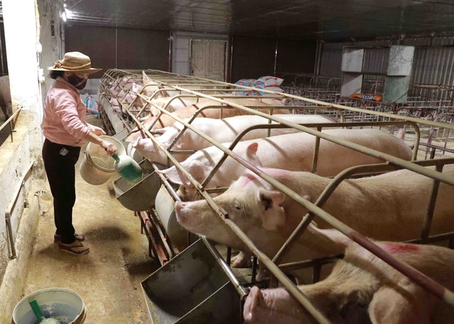 Thức ăn chăn nuôi cao, nông dân bán lợn không đủ trả tiền cám - Ảnh 1.