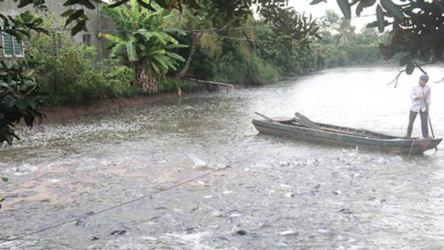 Tiền Giang: Dự kiến đưa 14.700 ha mặt nước vào nuôi trồng thủy sản - Ảnh 1.