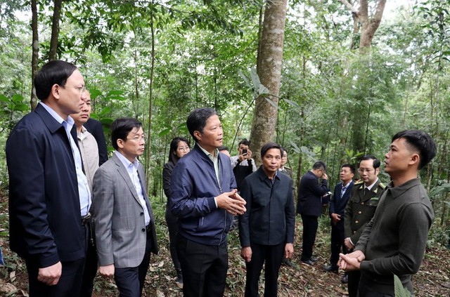 Đẩy mạnh phát triển kinh tế lâm nghiệp và phát triển rừng bền vững - Ảnh 2.