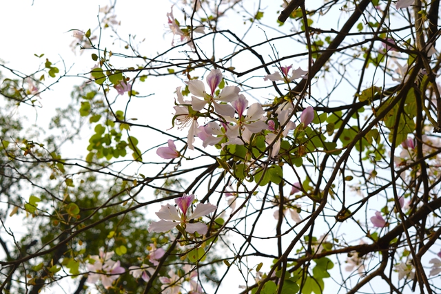 Hà Nội tháng 3: Sắc hoa đua nở đan xen mùa thay lá đẹp ngẩn ngơ - Ảnh 7.