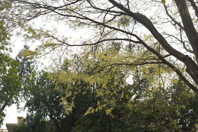Hà Nội tháng 3: Sắc hoa đua nở đan xen mùa thay lá đẹp ngẩn ngơ - Ảnh 3.