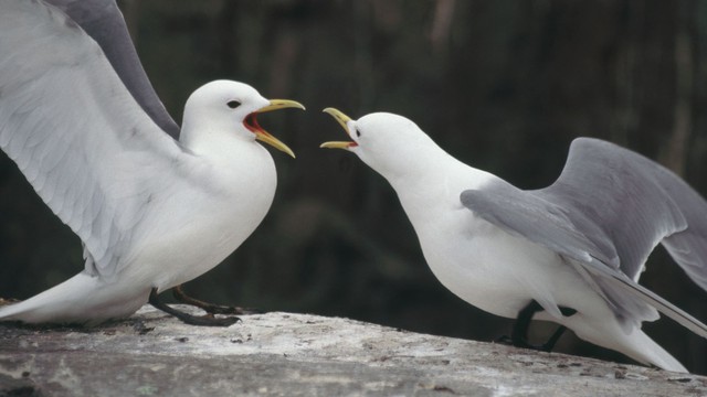Gần 10.000 con chim biển tử vong và mắc cúm gia cầm trên khắp Scotland - Ảnh 1.