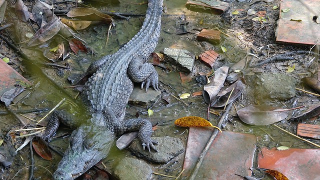 Kiên Giang: 6 con cá sấu sổng chuồng bơi ra hồ nước công viên - Ảnh 2.