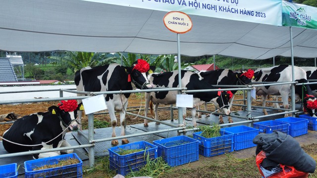 Du khách thích thú với Hội thi Hoa hậu bò sữa Mộc Châu 2023 - Ảnh 3.