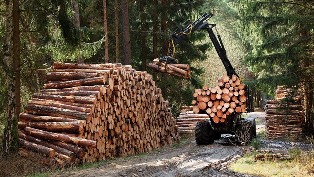 Thị trường châu Âu giảm nhu cầu gỗ xây dựng và nội thất - Ảnh 1.