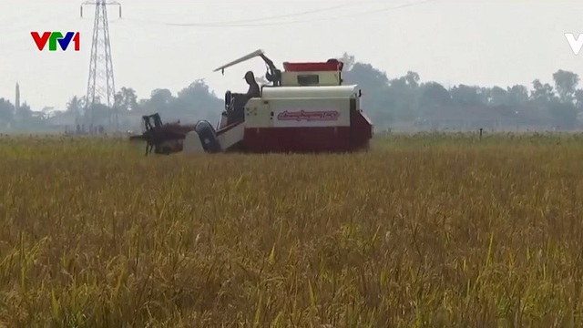 Indonesia lo ngại thiếu gạo do ảnh hưởng của El Nino - Ảnh 1.