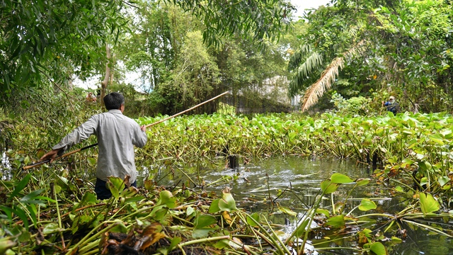 2 trong số 8 con cá sấu sổng chuồng ở Kiên Giang đã chết - Ảnh 1.