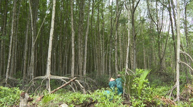 Bảo vệ rừng ngập mặn Cần Giờ thông qua việc phổ biến pháp luật - Ảnh 3.