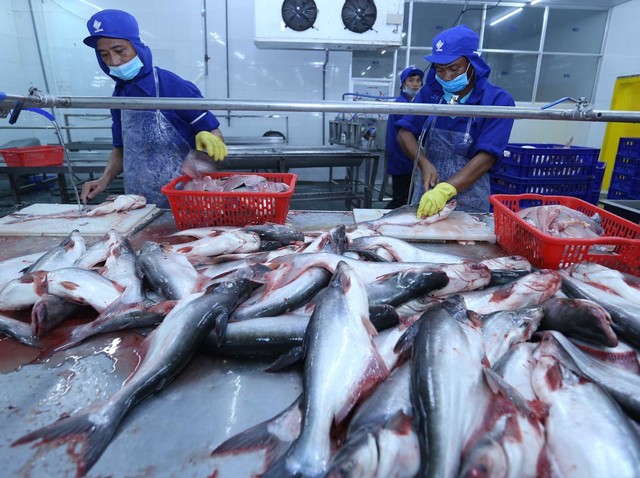 Xuất khẩu cá tra hướng đến mục tiêu 1,77 tỷ USD - Ảnh 1.