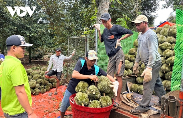 Sầu riêng được mùa, được giá, nông dân lãi tiền tỷ mỗi hecta - Ảnh 1.