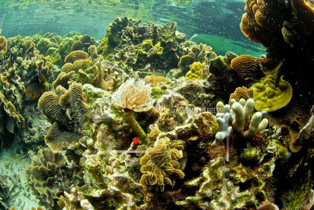 Các quốc gia huy động 12 tỷ USD bảo vệ rạn san hô - Ảnh 1.