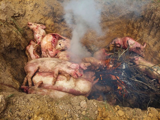 Đồng Nai: Tiêu hủy 85 con heo bị bệnh dịch tả lợn châu Phi - Ảnh 1.