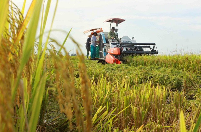 Triển khai 1 triệu ha lúa chất lượng cao từ vụ Đông Xuân - Ảnh 1.