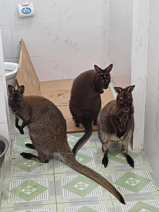 Phát hiện 3 con chuột túi ở Cao Bằng - Ảnh 3.