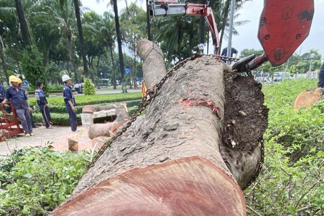 Đốn hạ cây sọ khỉ gần 100 năm tuổi ở TP Hồ Chí Minh - Ảnh 1.