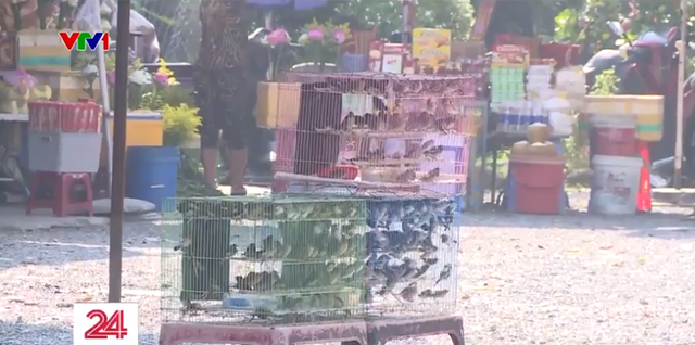 TP Hồ Chí Minh: Chim phóng sinh bày bán tràn lan - Ảnh 3.