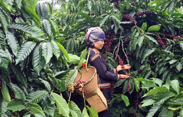 Nông lâm sản Việt trước thách thức quy định chống phá rừng của EU - Ảnh 1.