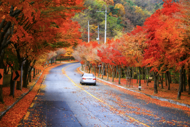 5 lời khuyên du lịch vào mùa thu Hàn Quốc - Ảnh 1.
