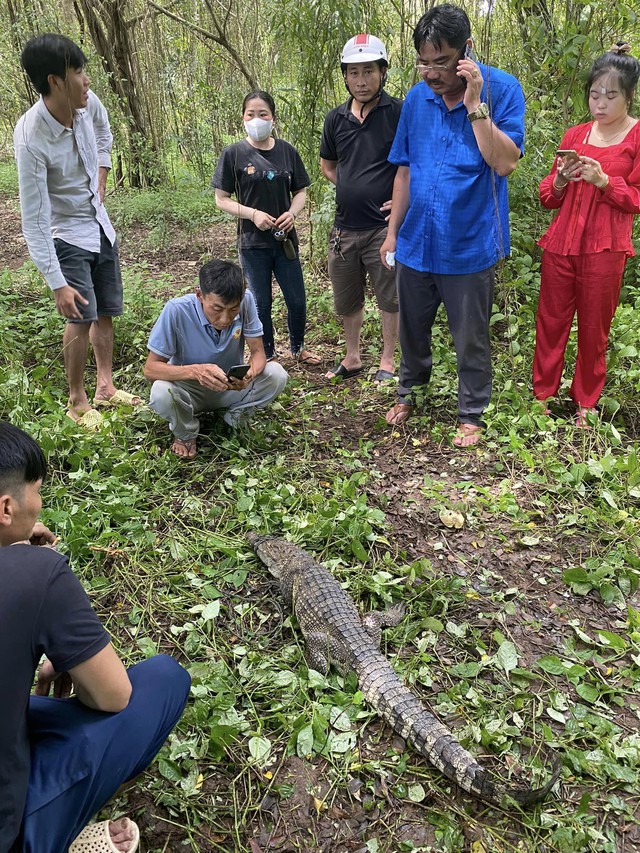 Tìm thấy 1 trong 4 con cá sấu xổng chuồng ở Kiên Giang - Ảnh 2.