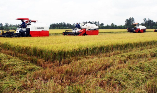 Đề án 1 triệu ha lúa chất lượng cao: Gia tăng giá trị hạt gạo - Ảnh 1.