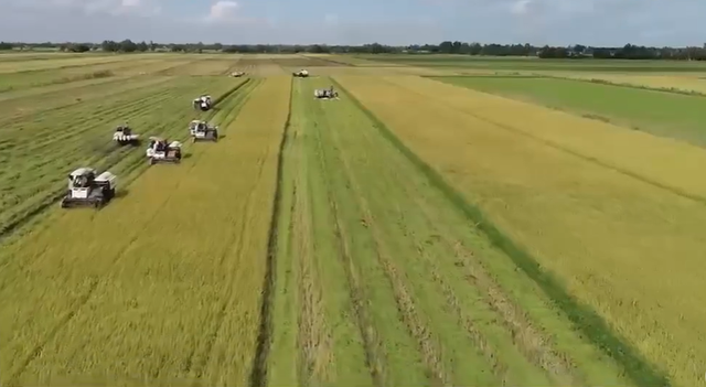 Đề án 1 triệu ha lúa chất lượng cao: Gia tăng giá trị hạt gạo - Ảnh 2.