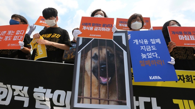 Nông dân chăn nuôi Hàn Quốc biểu tình phản đối đề xuất cấm ăn thịt chó - Ảnh 1.