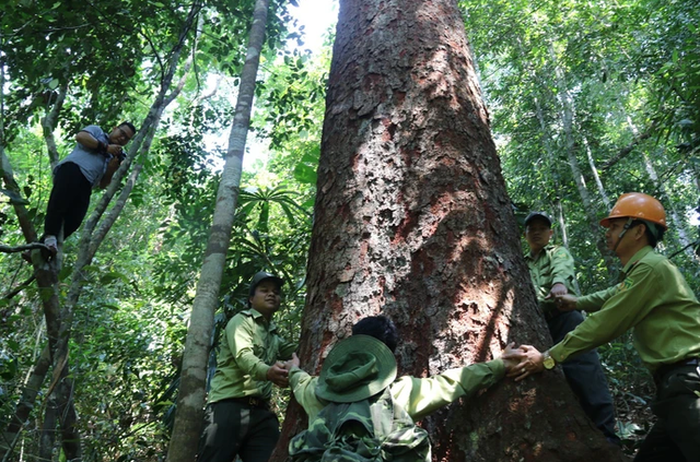 Phát triển kinh tế rừng bền vững - Ảnh 1.