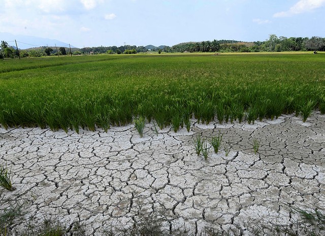 Nguồn cung lương thực thiết yếu toàn cầu năm 2024 sẽ giảm do thời tiết khô hạn - Ảnh 1.