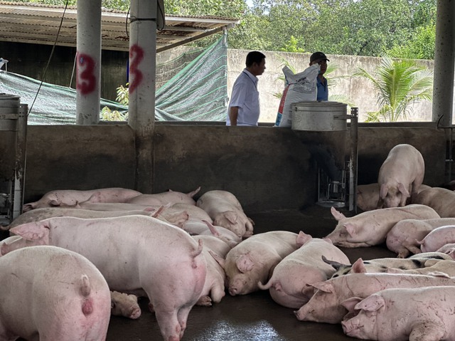Khó quản lý thuế trong giao dịch mua bán lợn thịt nghìn tỷ ở Đồng Nam bộ - Ảnh 2.
