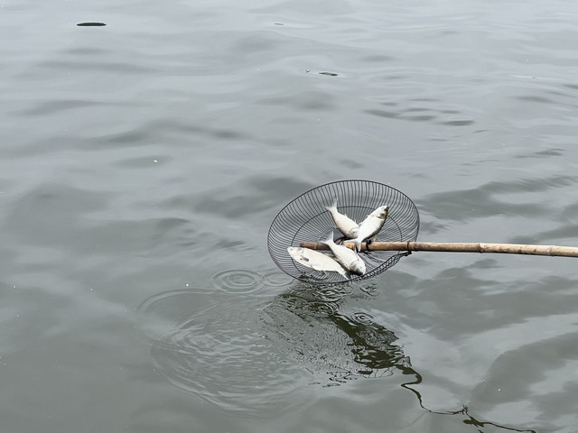 Cá chết hàng loạt nổi trắng bờ hồ Linh Đàm - Ảnh 4.