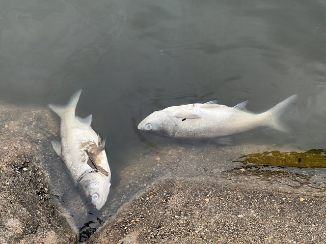 Cá chết hàng loạt nổi trắng bờ hồ Linh Đàm - Ảnh 6.