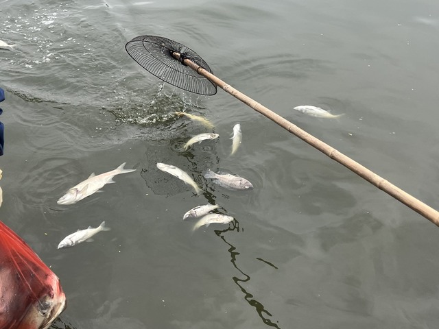 Cá chết hàng loạt nổi trắng bờ hồ Linh Đàm - Ảnh 5.