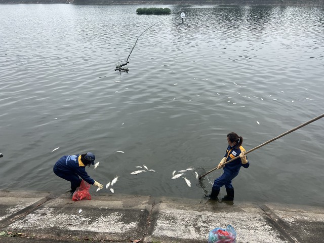 Cá chết hàng loạt nổi trắng bờ hồ Linh Đàm - Ảnh 7.