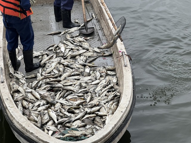 Cá chết hàng loạt nổi trắng bờ hồ Linh Đàm - Ảnh 2.