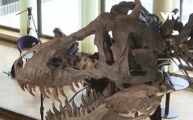 Chuẩn bị đấu giá bộ xương khủng long hơn 67 triệu năm tuổi - Ảnh 1.