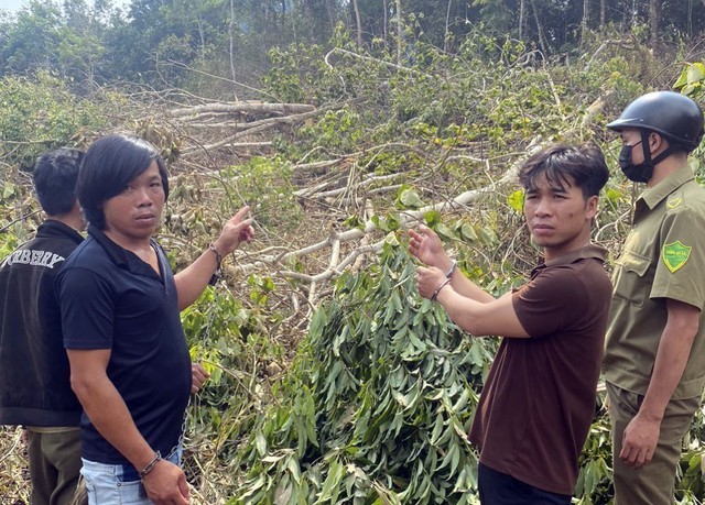 Lâm Đồng: Tạm giữ 6 đối tượng hủy hoại gần 1 ha rừng tự nhiên - Ảnh 1.