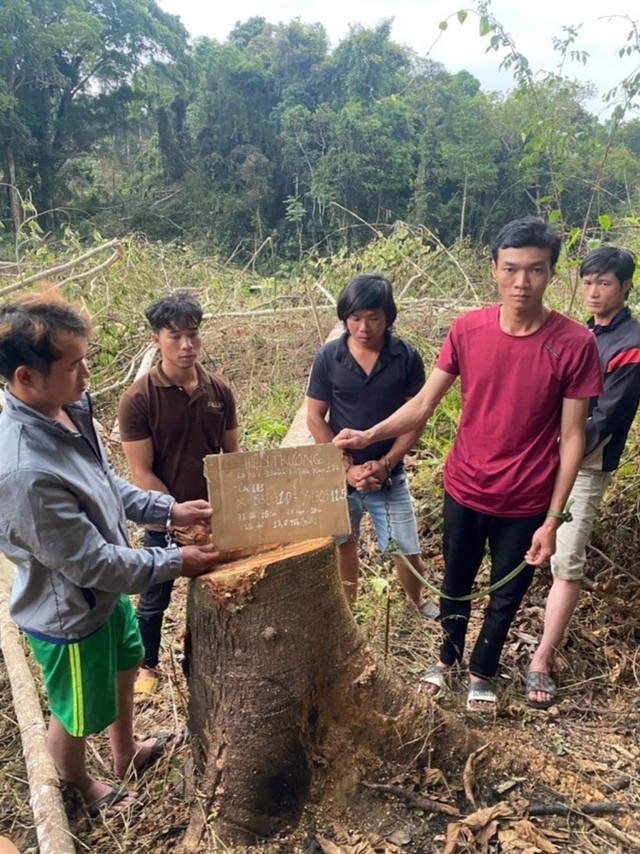 Lâm Đồng: Tạm giữ 6 đối tượng hủy hoại gần 1 ha rừng tự nhiên - Ảnh 2.