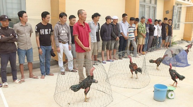Triệt phá trường đá gà ăn tiền quy mô lớn ở Đắk Lắk - Ảnh 1.