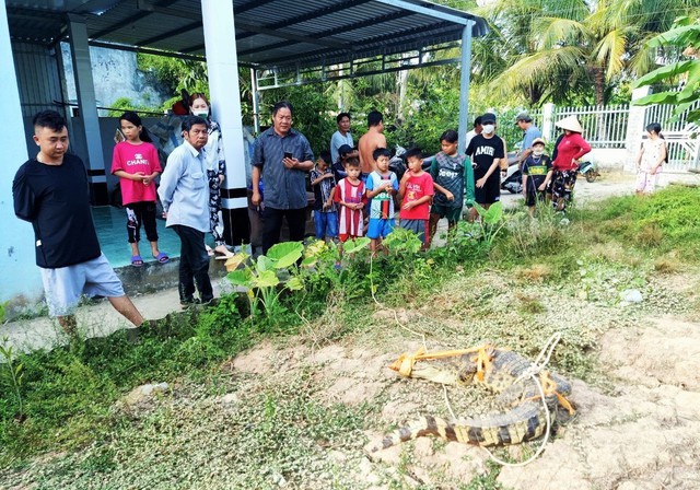 Bạc Liêu: Người dân bắt được cá sấu trước cổng nhà - Ảnh 2.